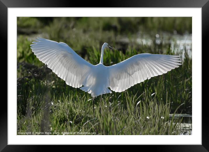 Great white Egret  Framed Mounted Print by Martin Pople