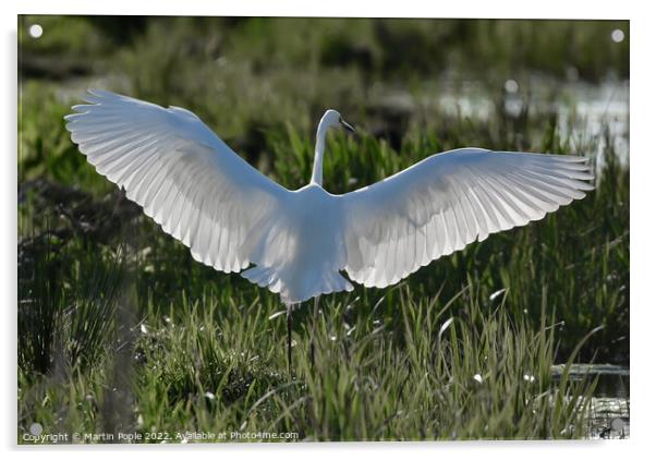 Great white Egret  Acrylic by Martin Pople