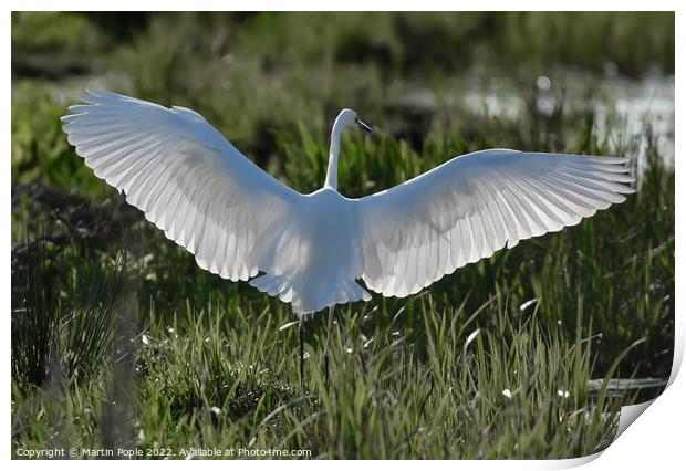Great white Egret  Print by Martin Pople