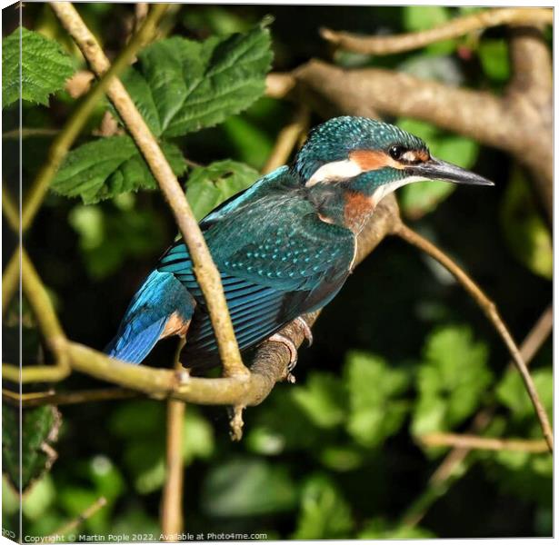 Kingfisher on branch  Canvas Print by Martin Pople