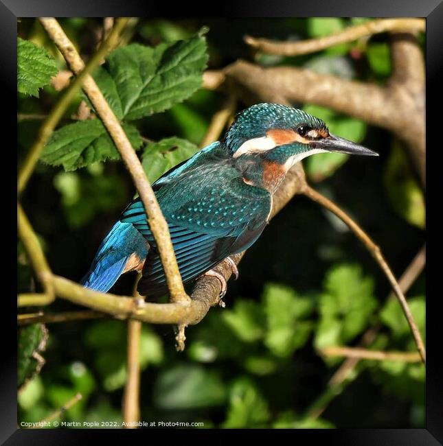 Kingfisher on branch  Framed Print by Martin Pople
