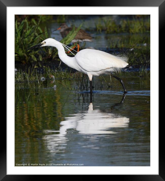 Egret fishing Framed Mounted Print by Martin Pople