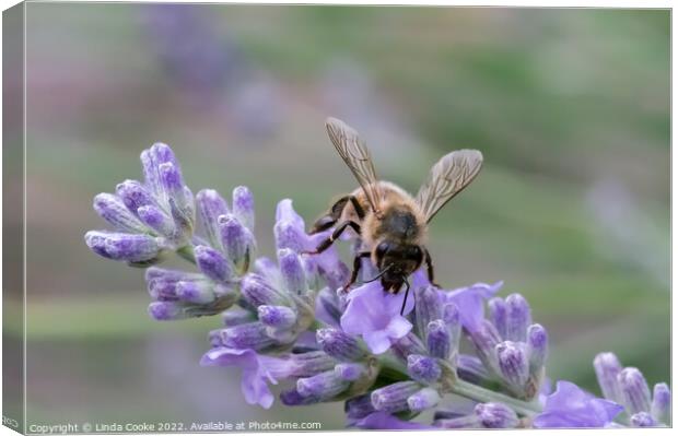 Bee on lavender flowers Canvas Print by Linda Cooke
