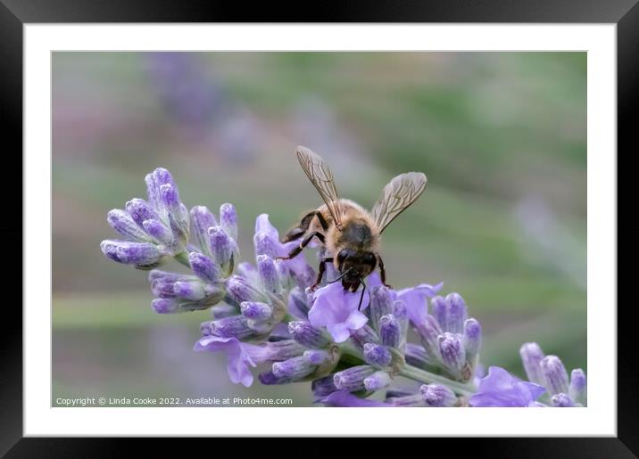 Bee on lavender flowers Framed Mounted Print by Linda Cooke