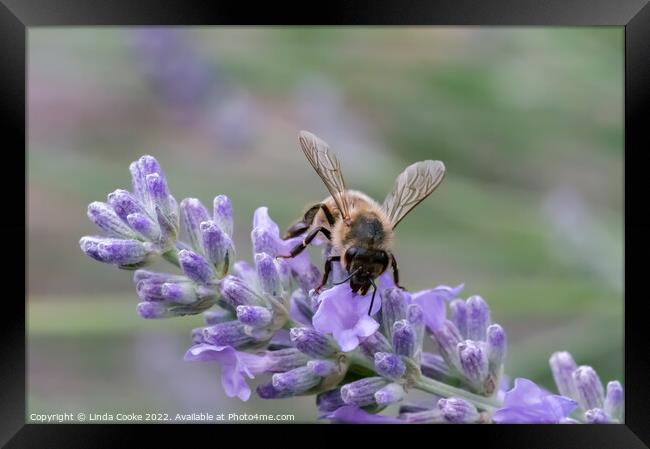 Bee on lavender flowers Framed Print by Linda Cooke