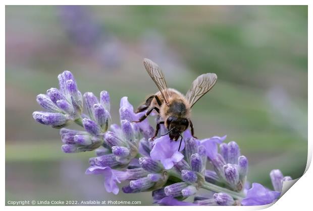 Bee on lavender flowers Print by Linda Cooke