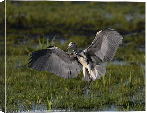 Herron landing  Canvas Print by Martin Pople