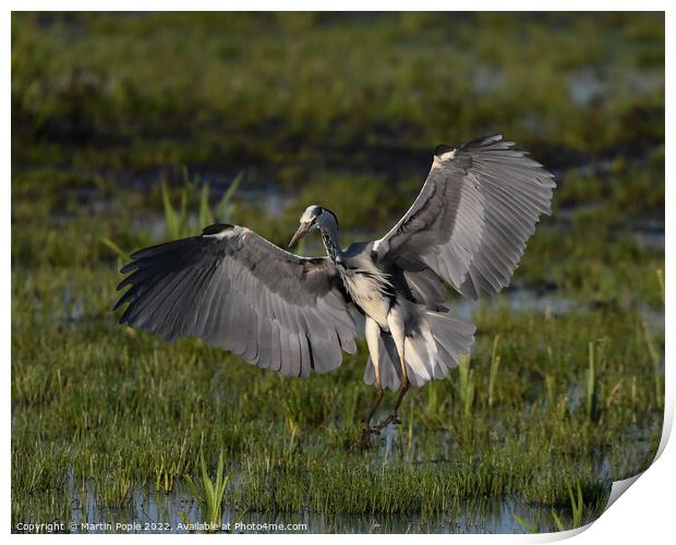 Herron landing  Print by Martin Pople