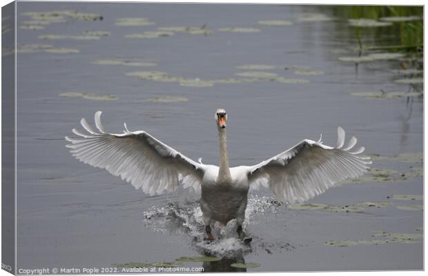 Swan landing on water Canvas Print by Martin Pople