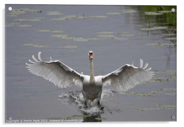 Swan landing on water Acrylic by Martin Pople