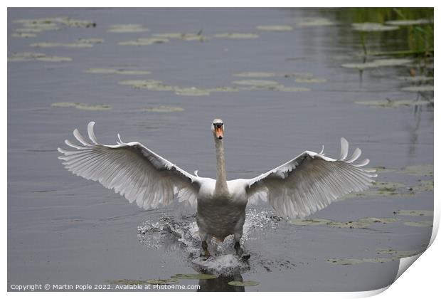 Swan landing on water Print by Martin Pople