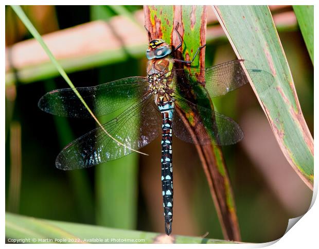 Dragonfly  Print by Martin Pople