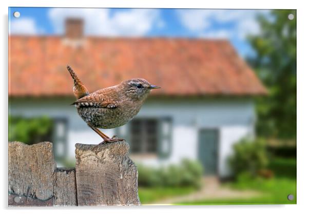 Eurasian Wren in Garden Acrylic by Arterra 