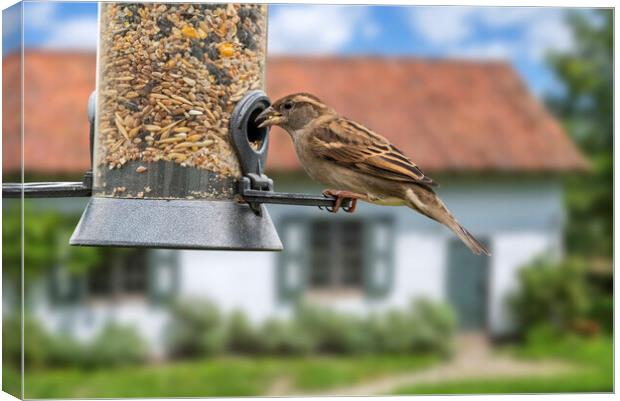 House Sparrow on Garden Bird Feeder Canvas Print by Arterra 