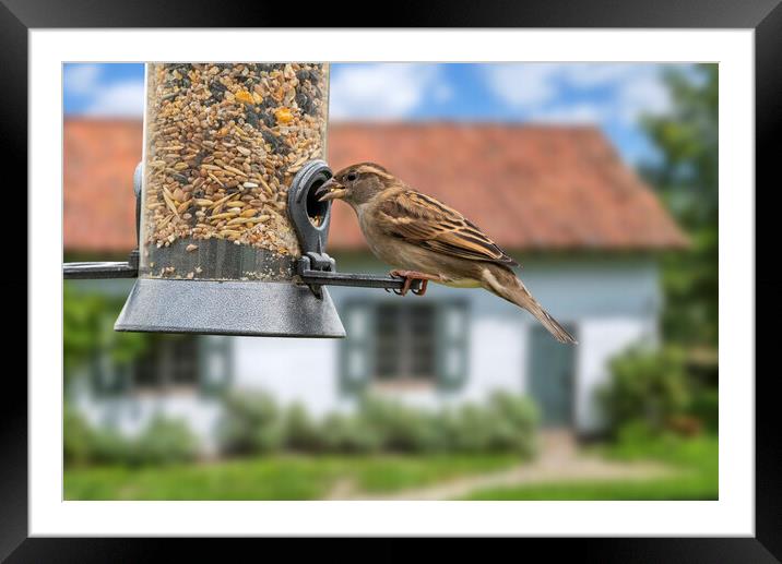 House Sparrow on Garden Bird Feeder Framed Mounted Print by Arterra 