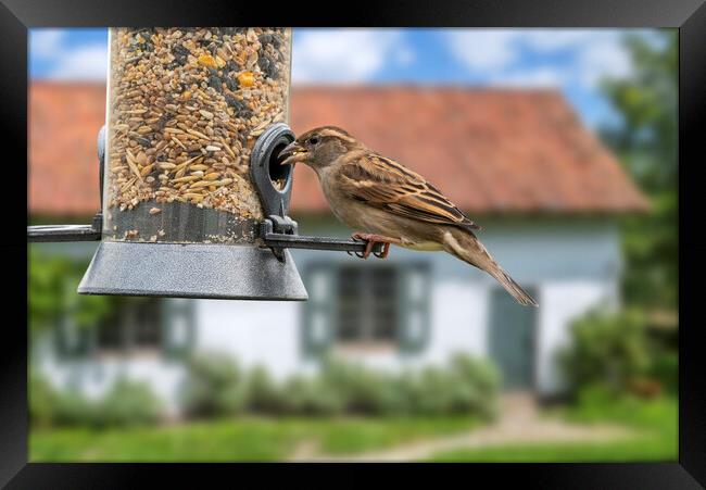 House Sparrow on Garden Bird Feeder Framed Print by Arterra 