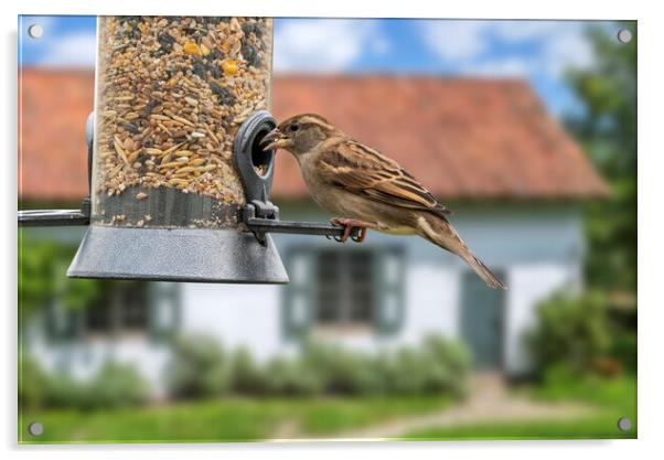 House Sparrow on Garden Bird Feeder Acrylic by Arterra 