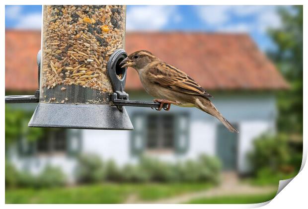 House Sparrow on Garden Bird Feeder Print by Arterra 