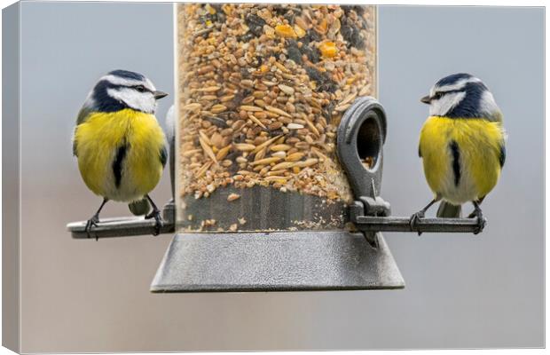 Two Blue Tits on Bird Feeder Canvas Print by Arterra 