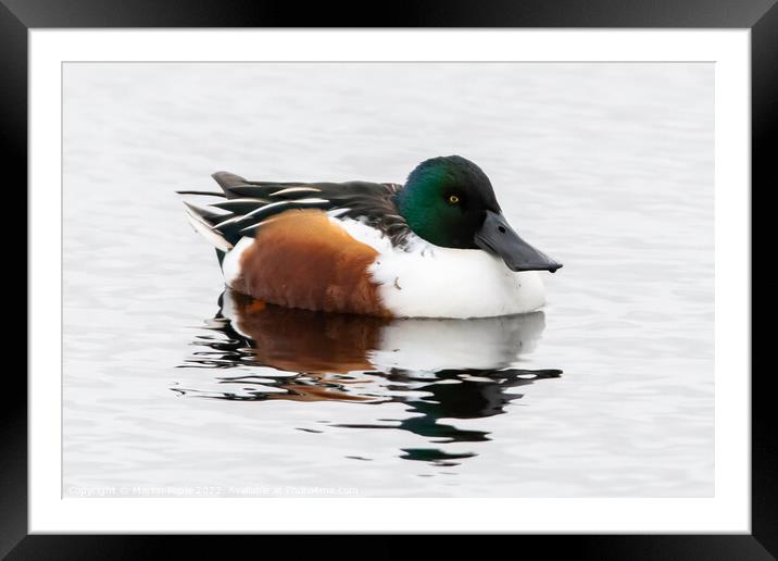 Male Shoveler duck Framed Mounted Print by Martin Pople