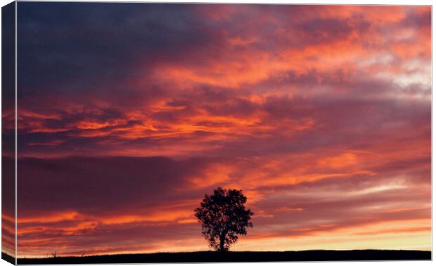 isolated tree at sunset Canvas Print by Simon Johnson