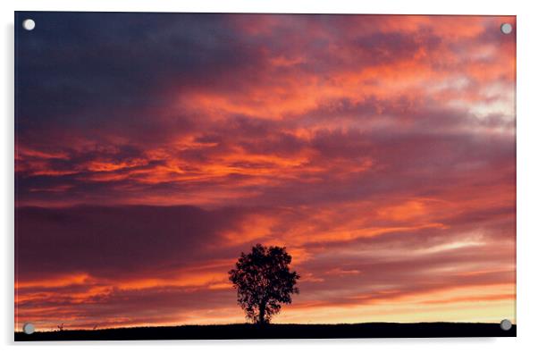 isolated tree at sunset Acrylic by Simon Johnson