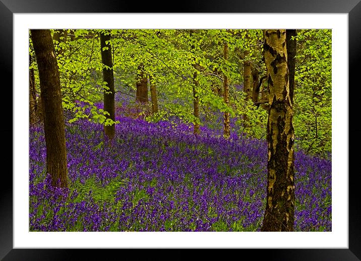 Bluebell Wood Framed Mounted Print by Martyn Arnold