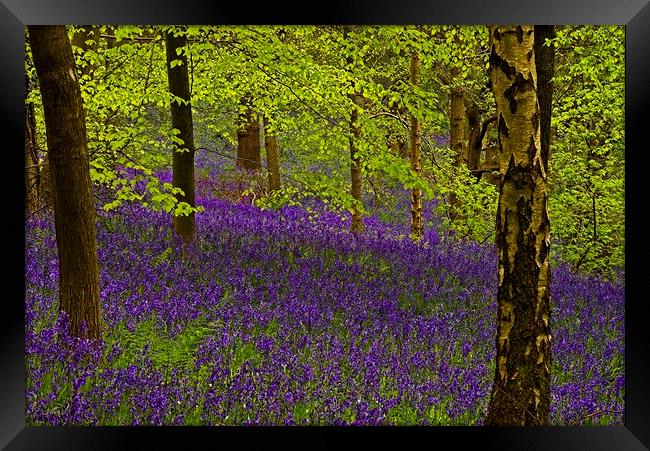 Bluebell Wood Framed Print by Martyn Arnold