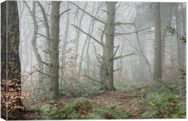 Misty winty woodland in North York Moors, Yorkshire Canvas Print by Martin Williams