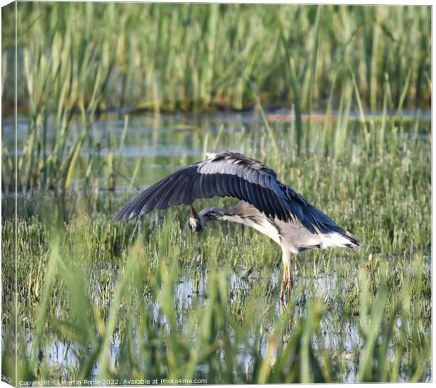 Grey Herron looking under wing Canvas Print by Martin Pople