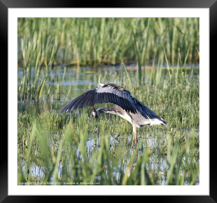 Grey Herron looking under wing Framed Mounted Print by Martin Pople