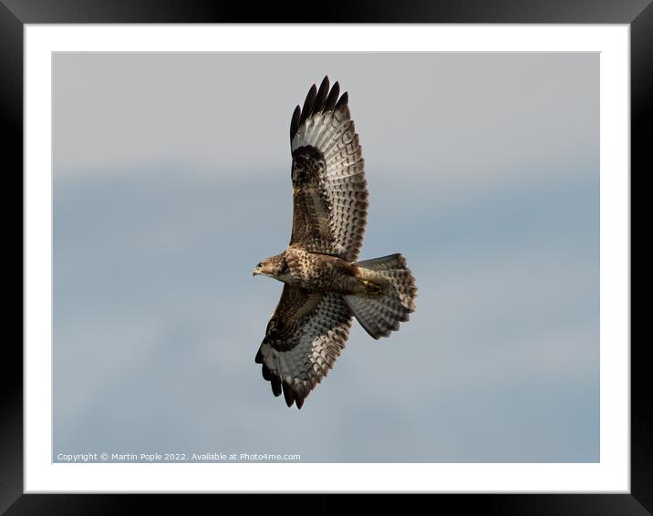 Buzzard in flight  Framed Mounted Print by Martin Pople