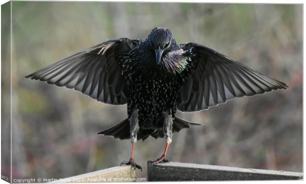 Starling with wing out Canvas Print by Martin Pople