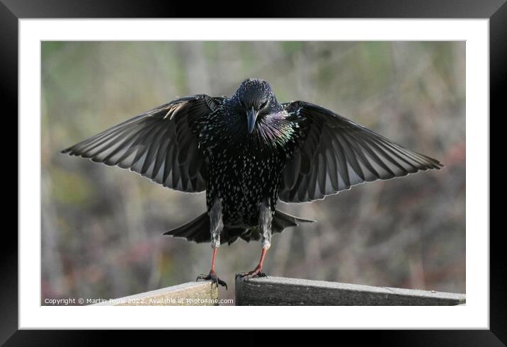 Starling with wing out Framed Mounted Print by Martin Pople