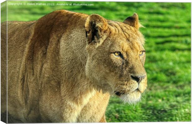 Lioness stalking in colour Canvas Print by Helkoryo Photography