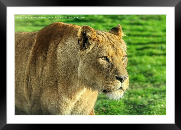 Lioness stalking in colour Framed Mounted Print by Helkoryo Photography