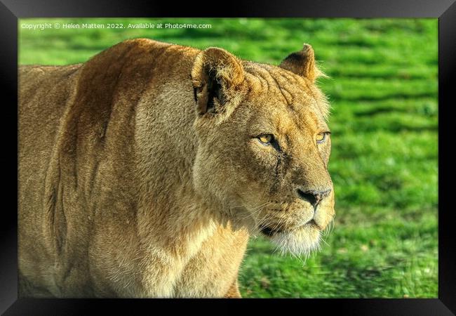 Lioness stalking in colour Framed Print by Helkoryo Photography