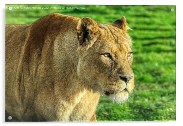 Lioness stalking in colour Acrylic by Helkoryo Photography
