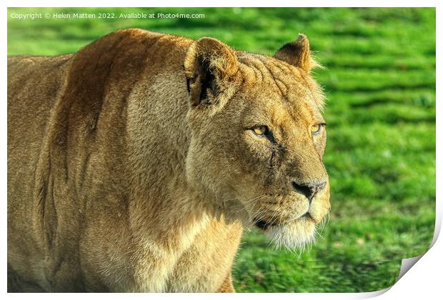 Lioness stalking in colour Print by Helkoryo Photography