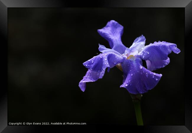 Blue Iris. Framed Print by Glyn Evans