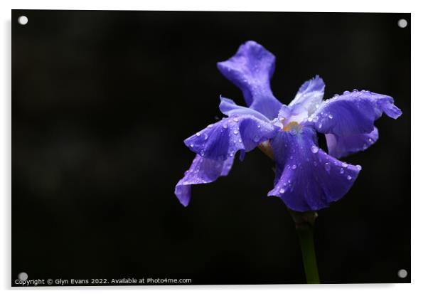 Blue Iris. Acrylic by Glyn Evans