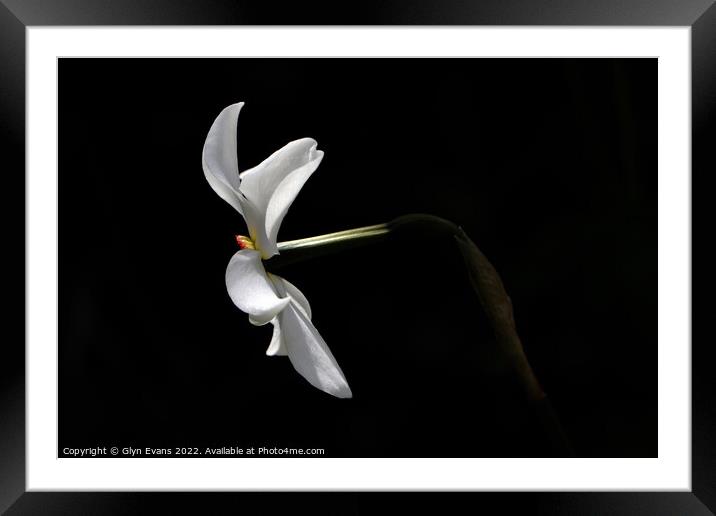 White Narcissus Framed Mounted Print by Glyn Evans