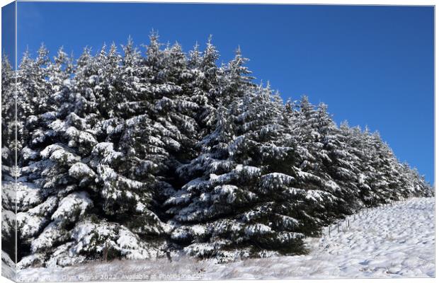 Fir trees in the snow. Canvas Print by Glyn Evans