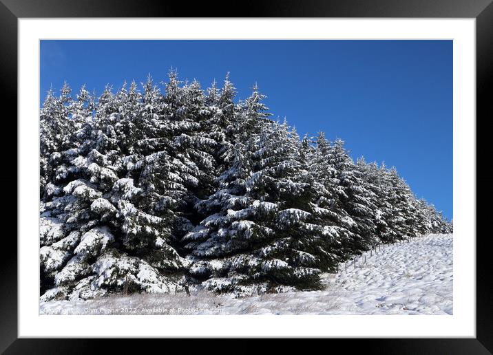 Fir trees in the snow. Framed Mounted Print by Glyn Evans