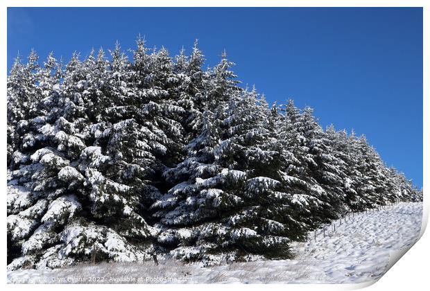 Fir trees in the snow. Print by Glyn Evans