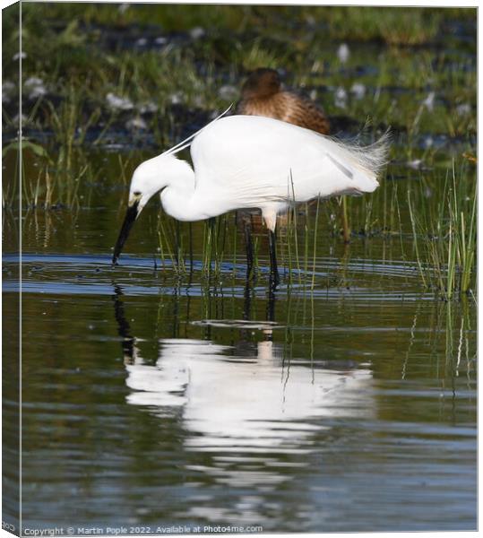 Egret looking for lunch Canvas Print by Martin Pople