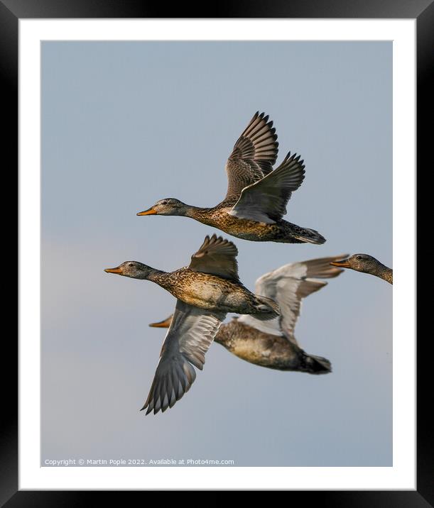 Mallards in flight  Framed Mounted Print by Martin Pople
