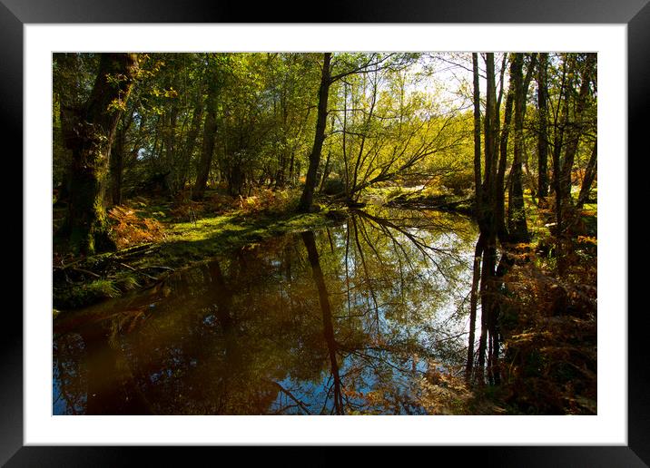 Forest stream... Framed Mounted Print by Elzbieta Sosnowski