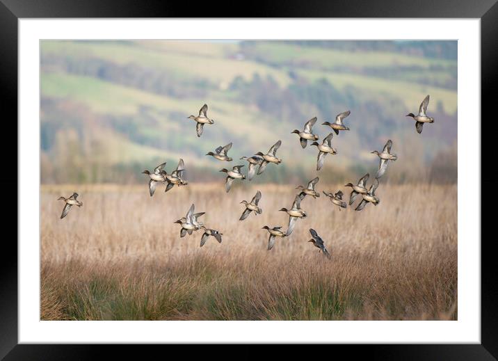 Teal flock coming in to land on a marsh in Scotland Framed Mounted Print by Keith Ringland