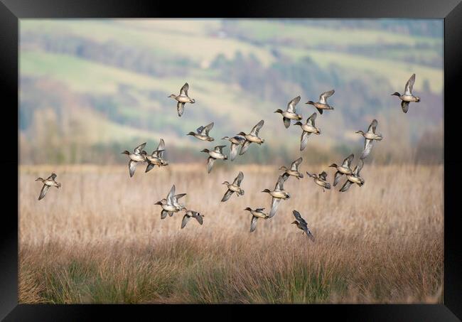 Teal flock coming in to land on a marsh in Scotland Framed Print by Keith Ringland